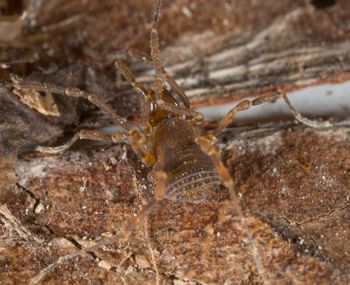 Media type: image; Invertebrate Zoology 138109